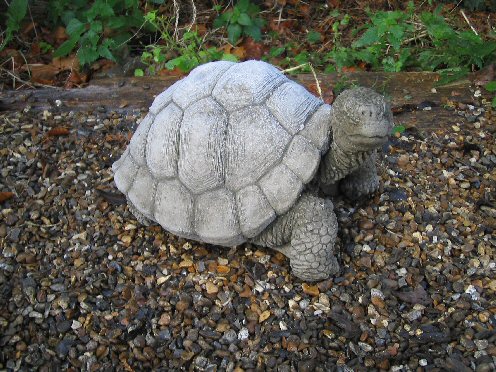 KA29 Giant Tortoise KA29 Giant Tortoise